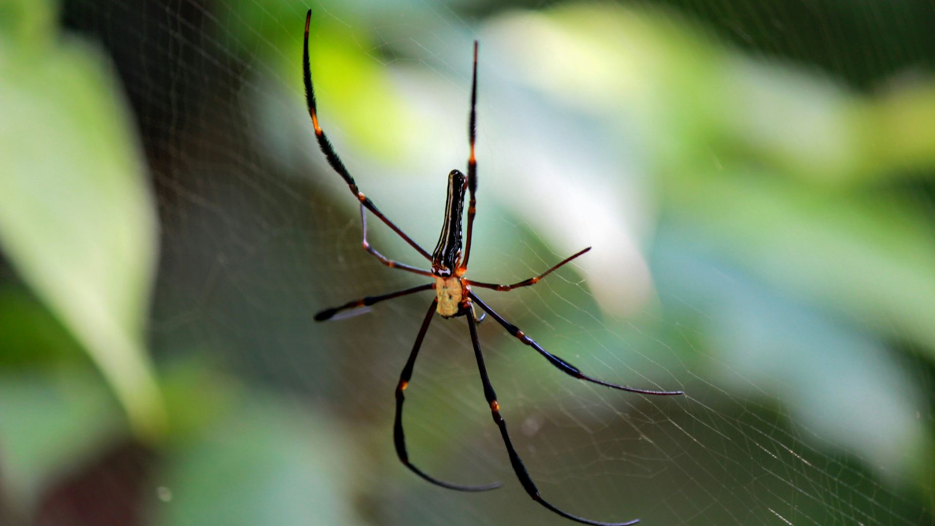 8. Une araignée en plein bond