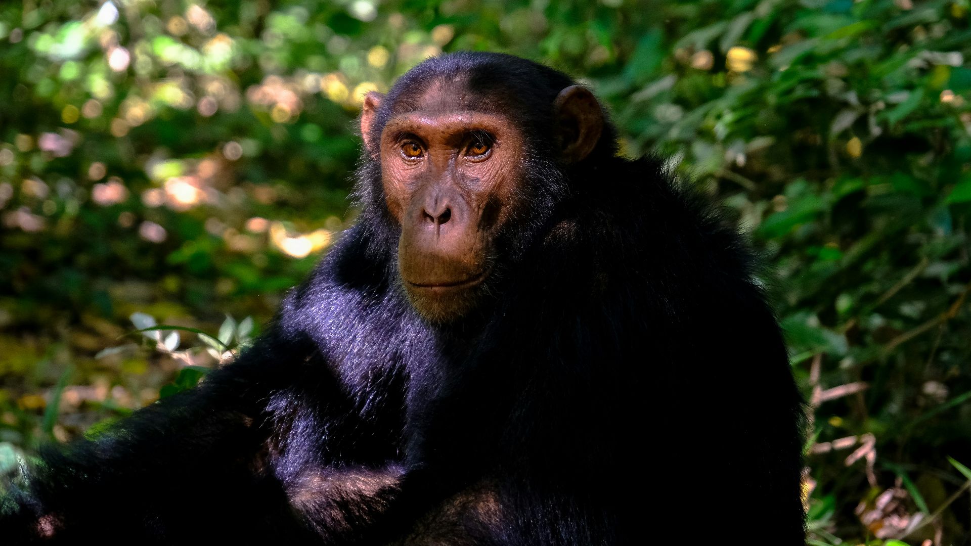 2. Avoir un ancêtre commun avec les chimpanzés