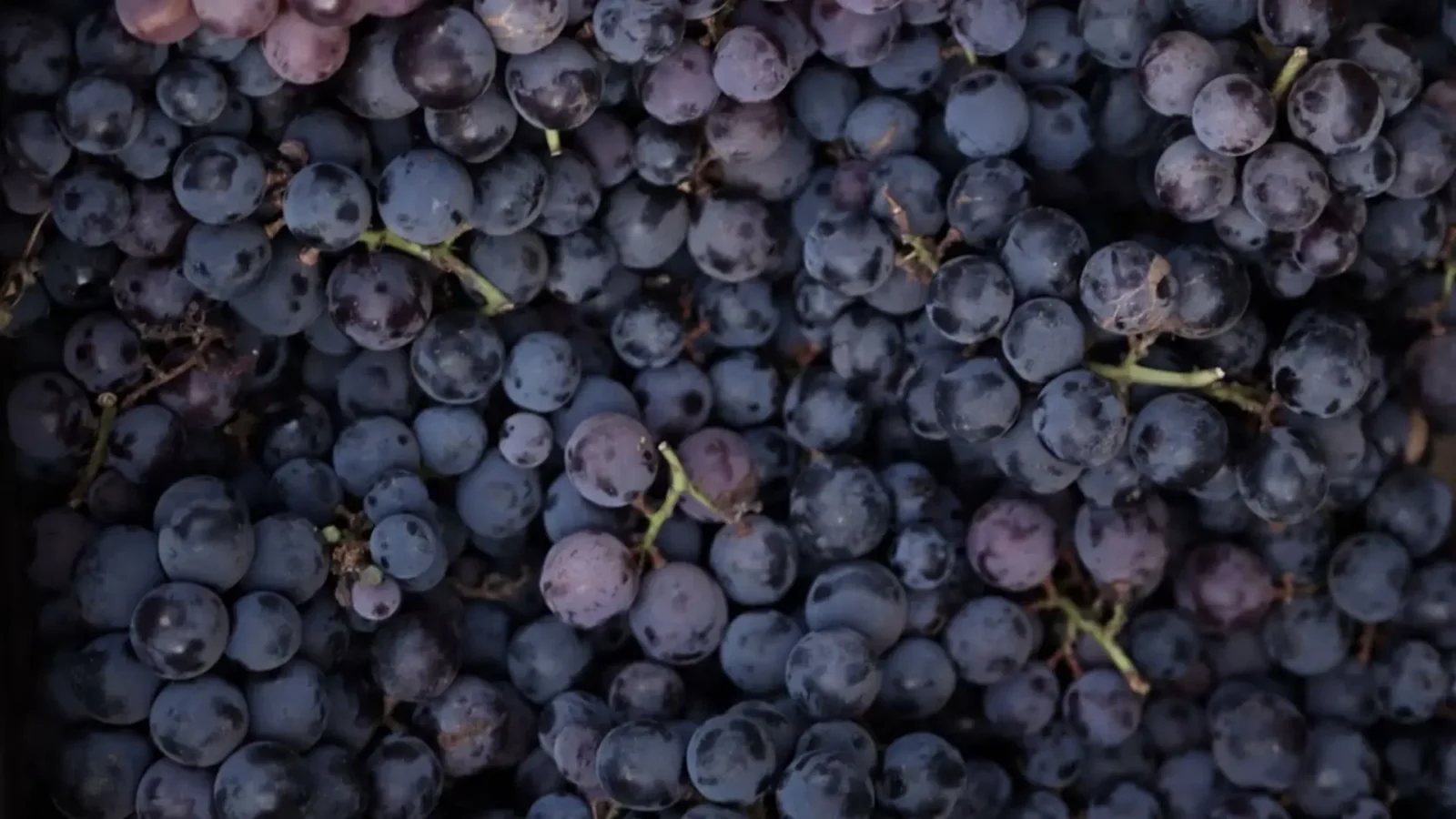 6. Samson's Vow Banned Every Part Of The Grape
