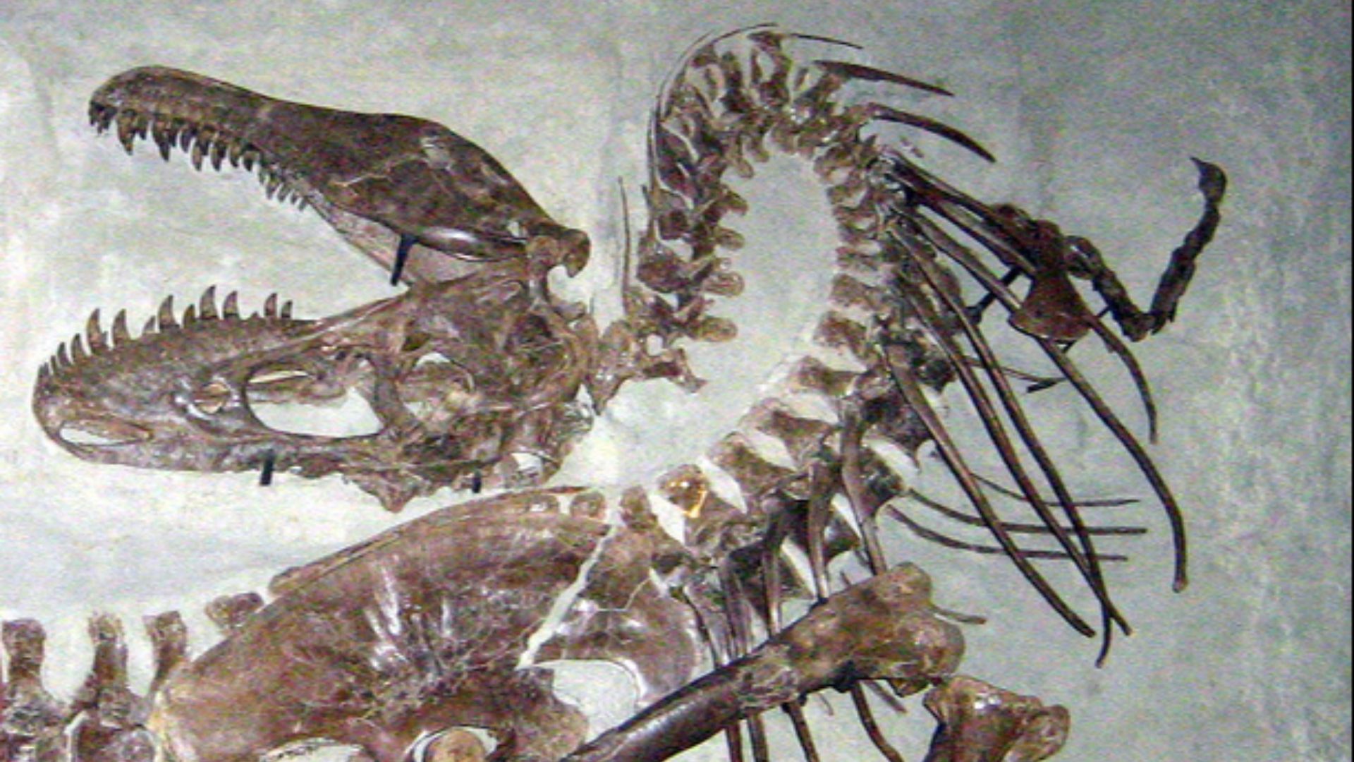 13. Tyrannosaure