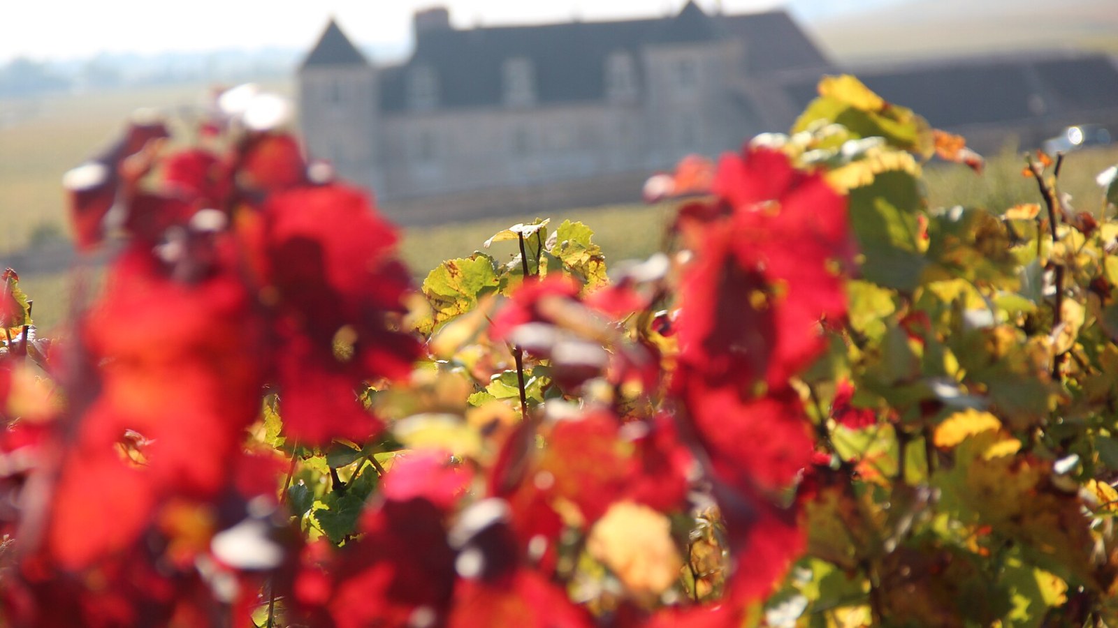 16. Vineyard Soil Mapping Built Burgundy's Wine Legacy