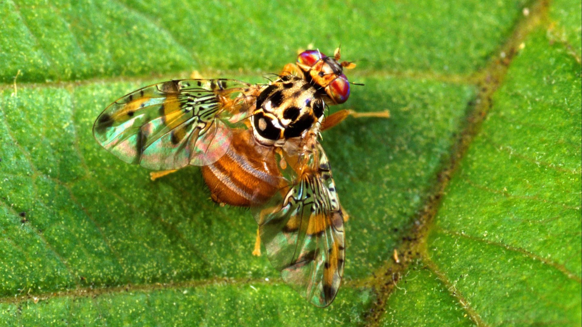 13. La Californie continue d'affirmer que la mouche méditerranéenne a été éradiquée