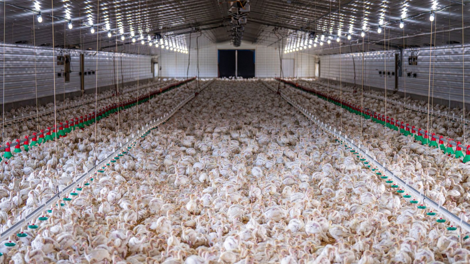 16. Frank Perdue's Pivot From Backyard Eggs To Branded Chicken