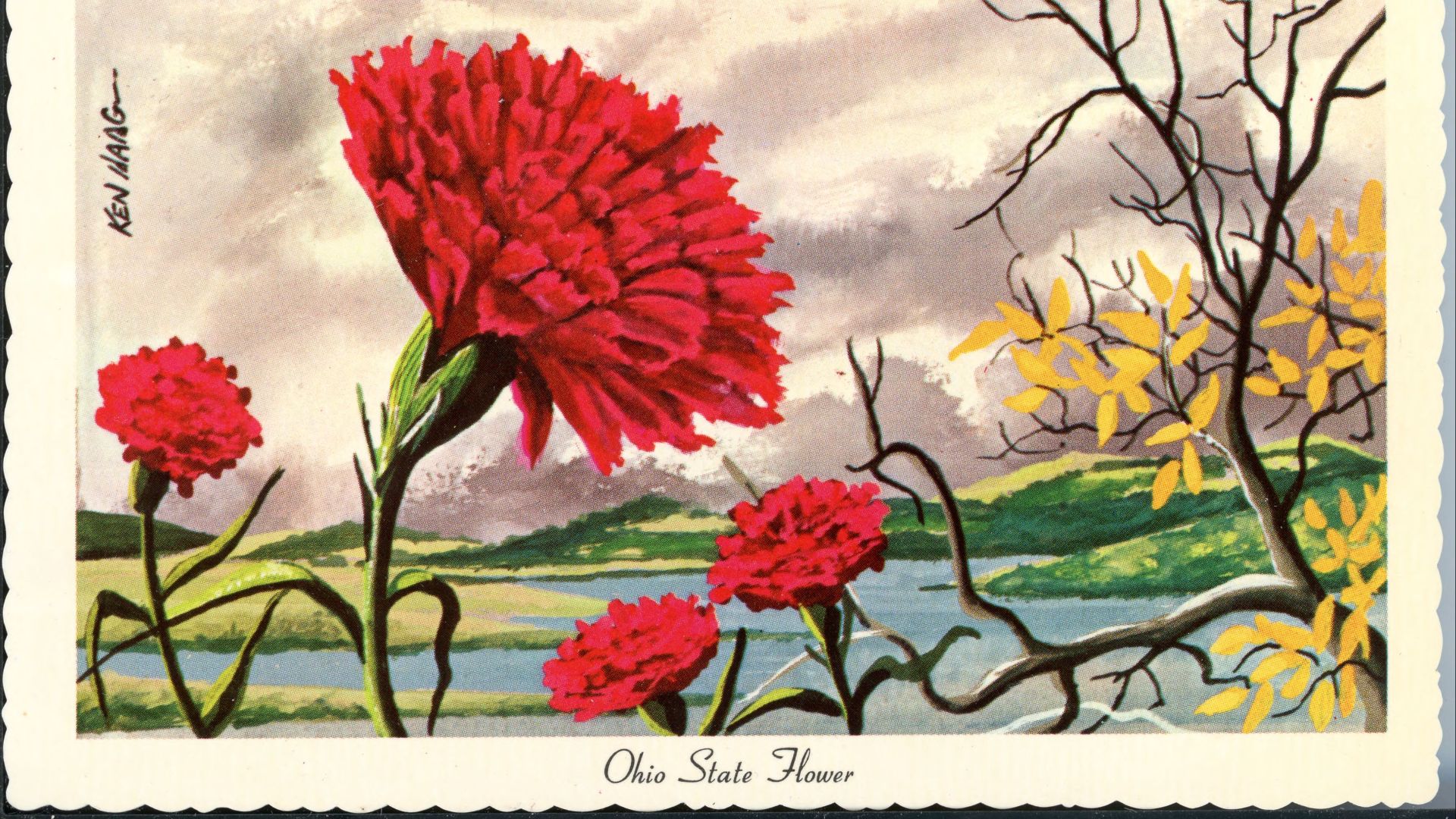 14. L'Ohio a désigné son œillet préféré comme fleur officielle