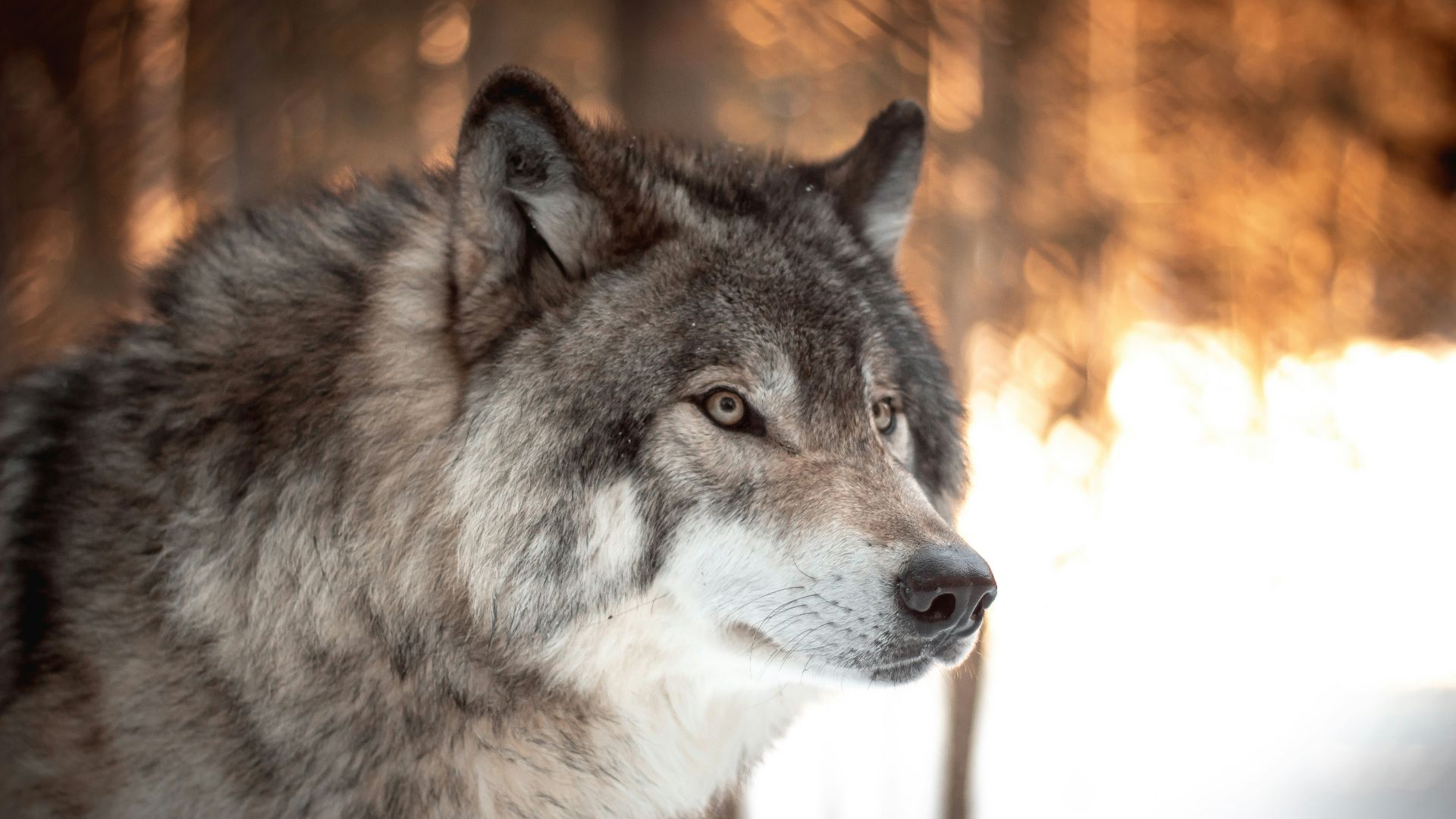 1. Ce n'étaient pas des loups