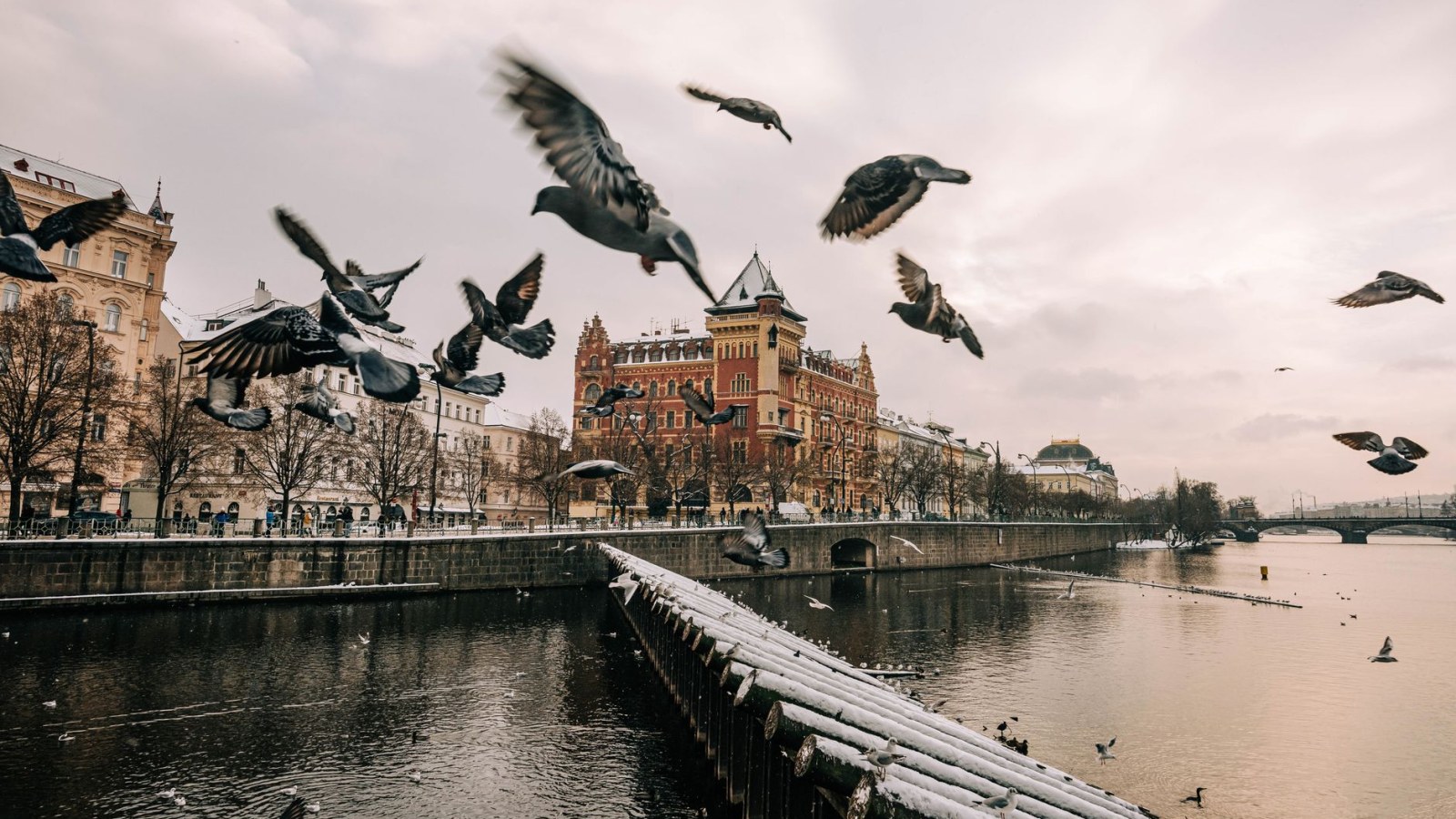 7. Les pigeons ont effectué la dernière étape de la traversée de l'océan