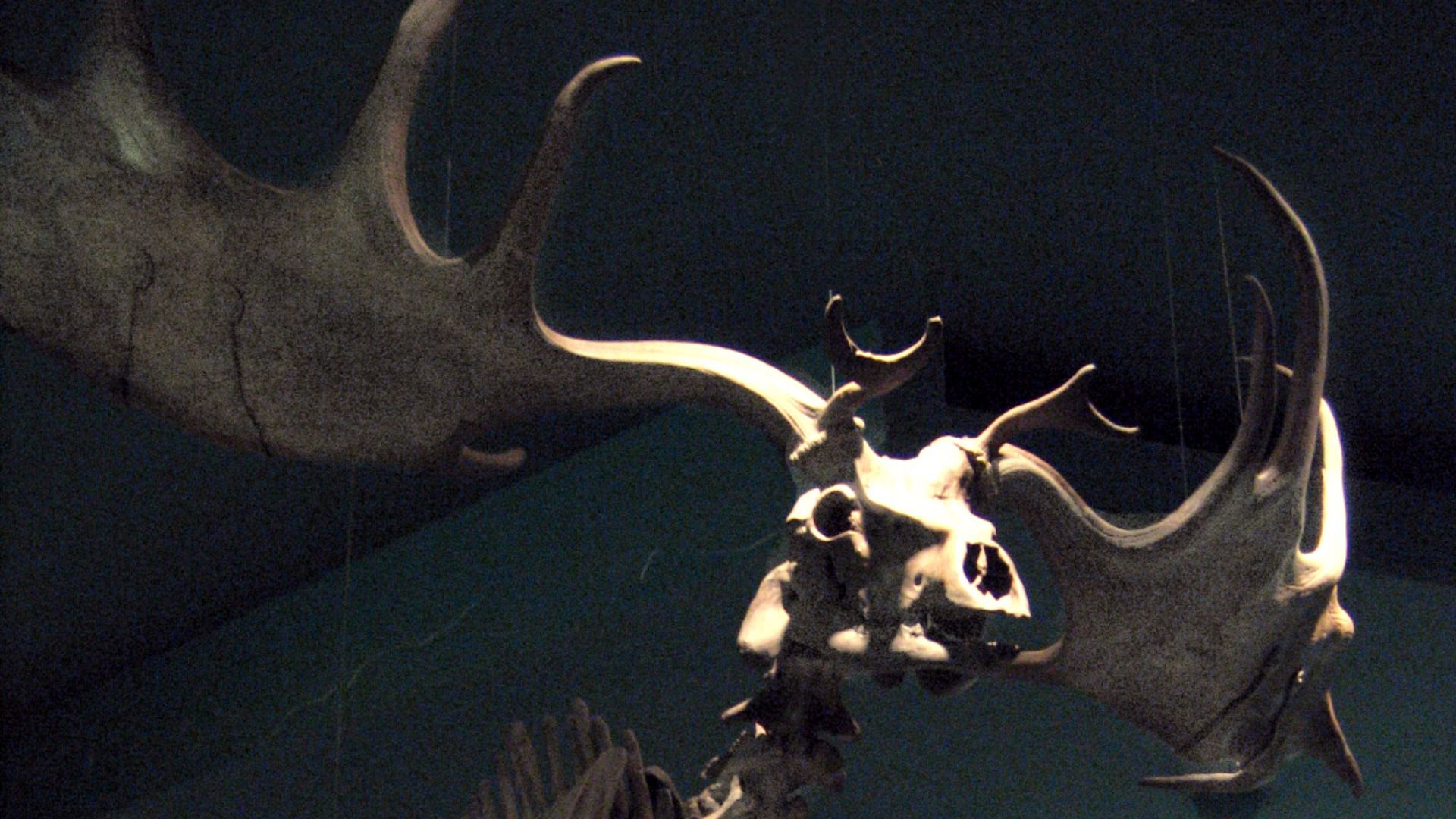 7. Le cerf géant