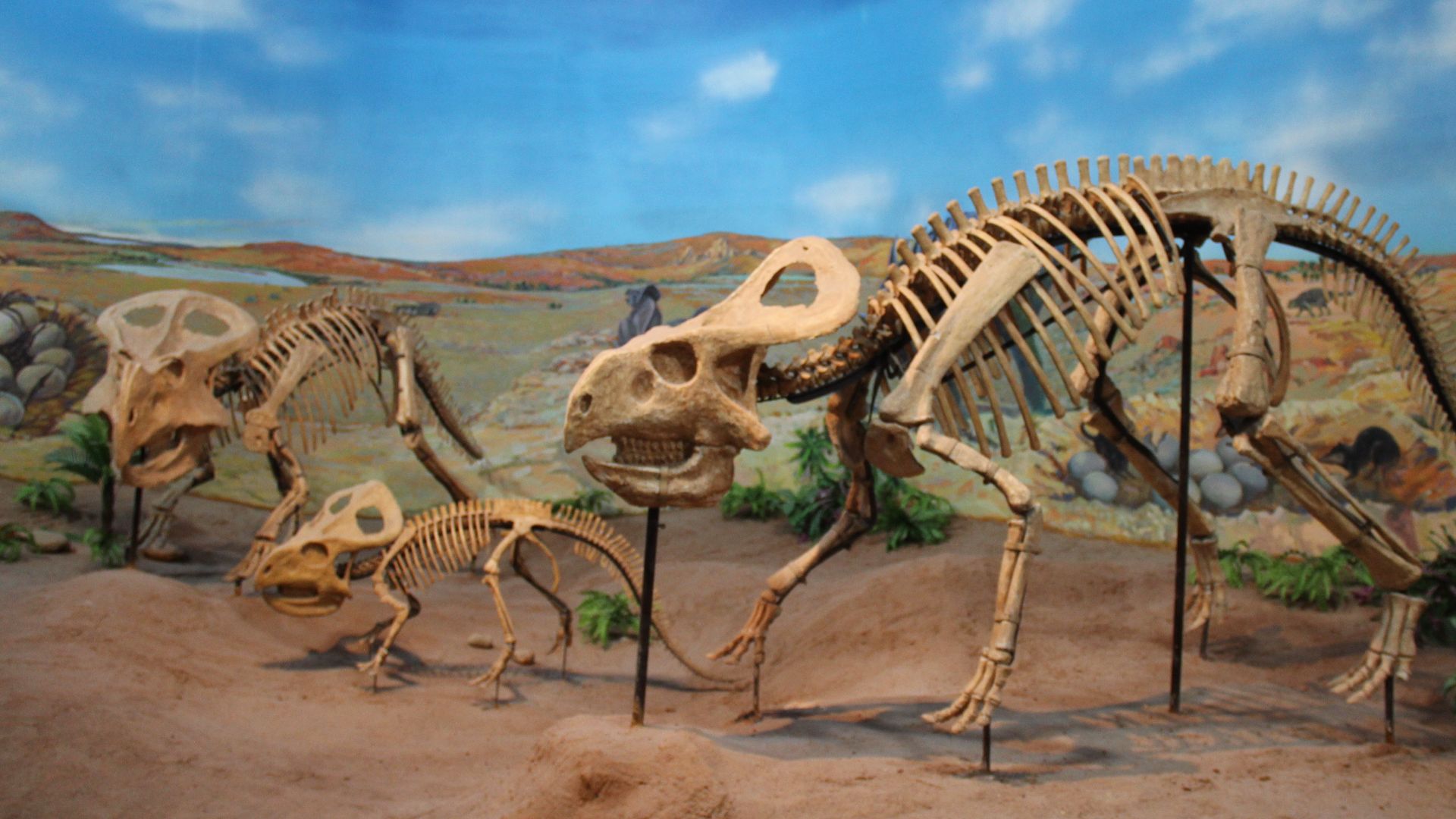 18. Quinze bébés dinosaures