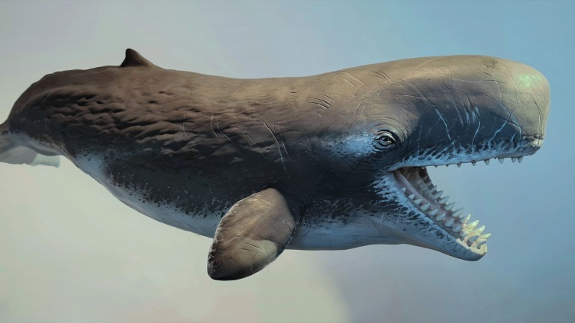 11. Le Livyatan avait des dents pouvant mesurer jusqu’à 14 pouces de long