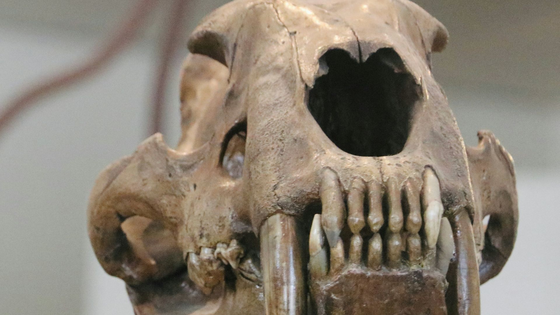 16. Le Smilodon avait besoin d'une ouverture buccale de 95 degrés pour utiliser ses sabres