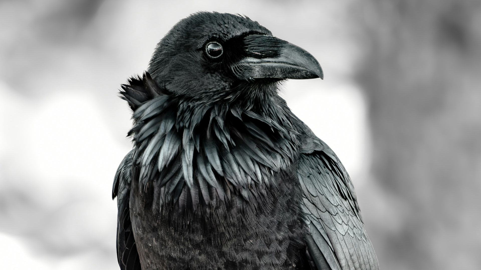 8. Les animaux qui semblaient prédire la mort