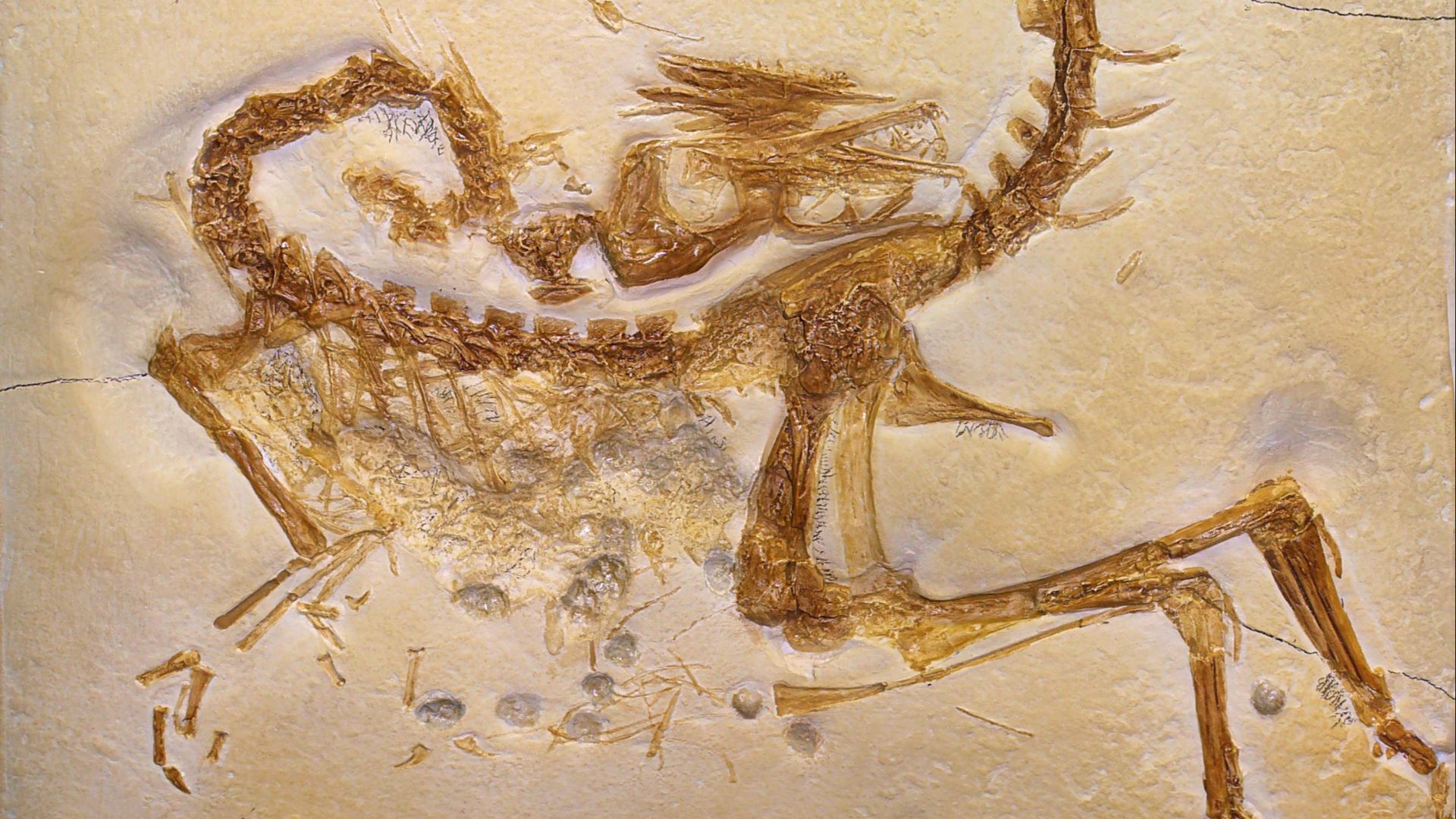1. Compsognathus