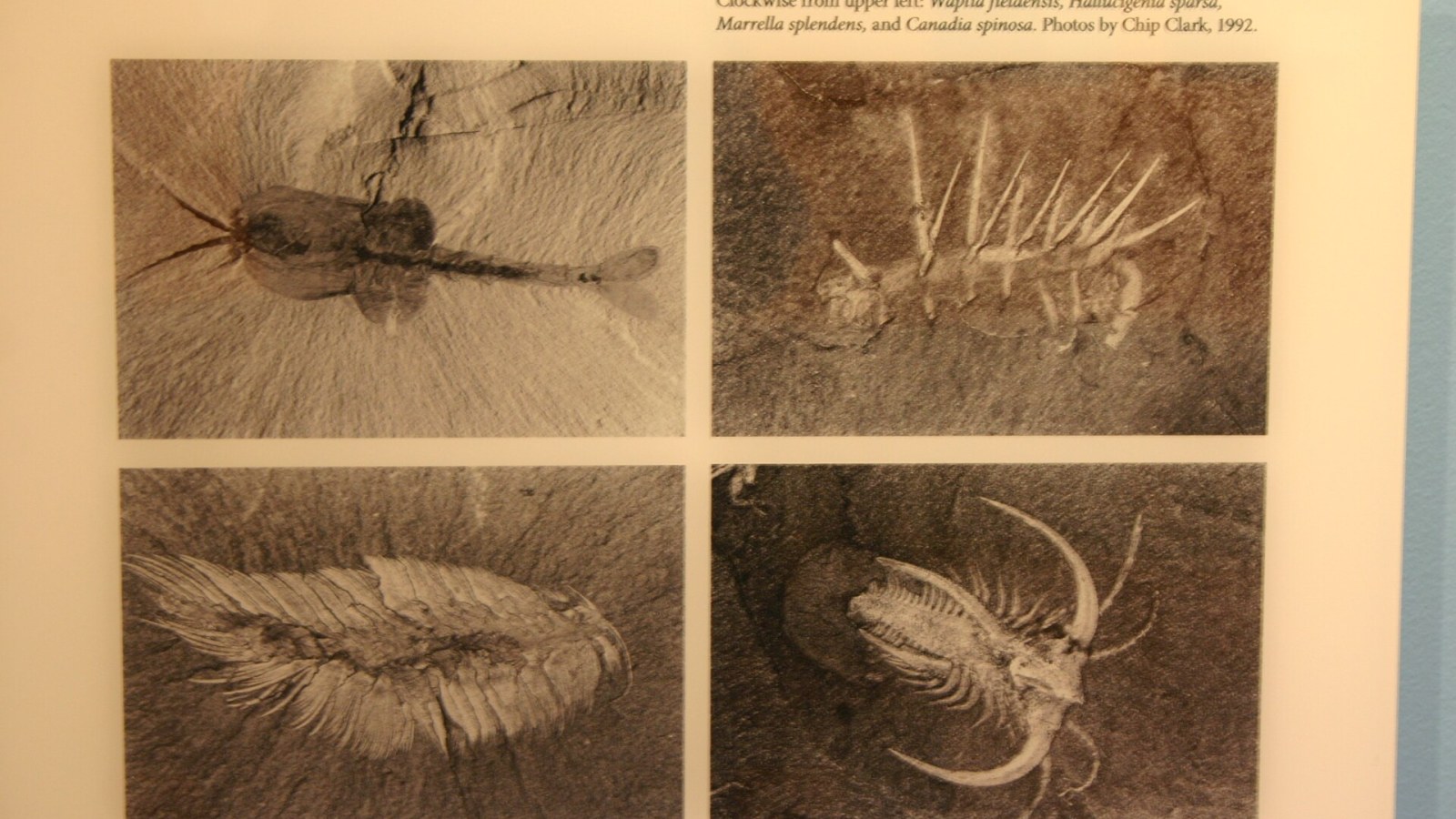 10. Hallucigenia Walked Upside Down In Textbooks For 14 Years