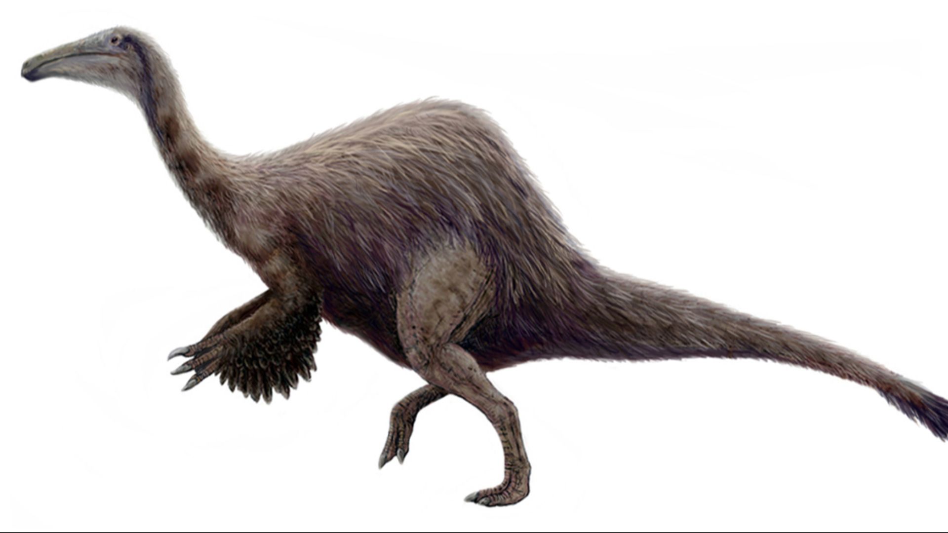 10. On ne connaissait du Deinocheirus que ses bras