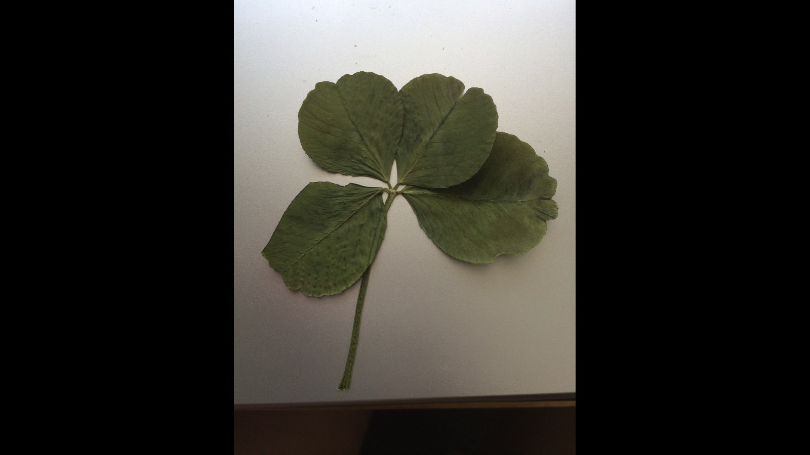 12. A Four-Leaf Clover Was Pressed The Moment It Was Found