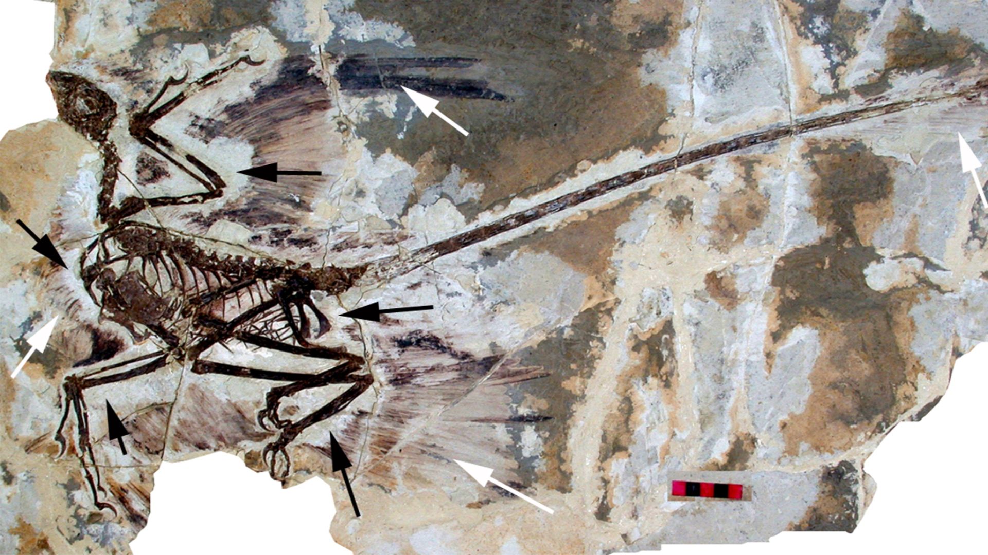 4. Microraptor