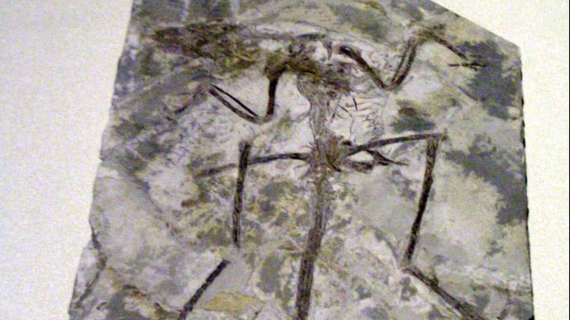 8. L'Archaeoraptor a été assemblé à partir de différentes parties