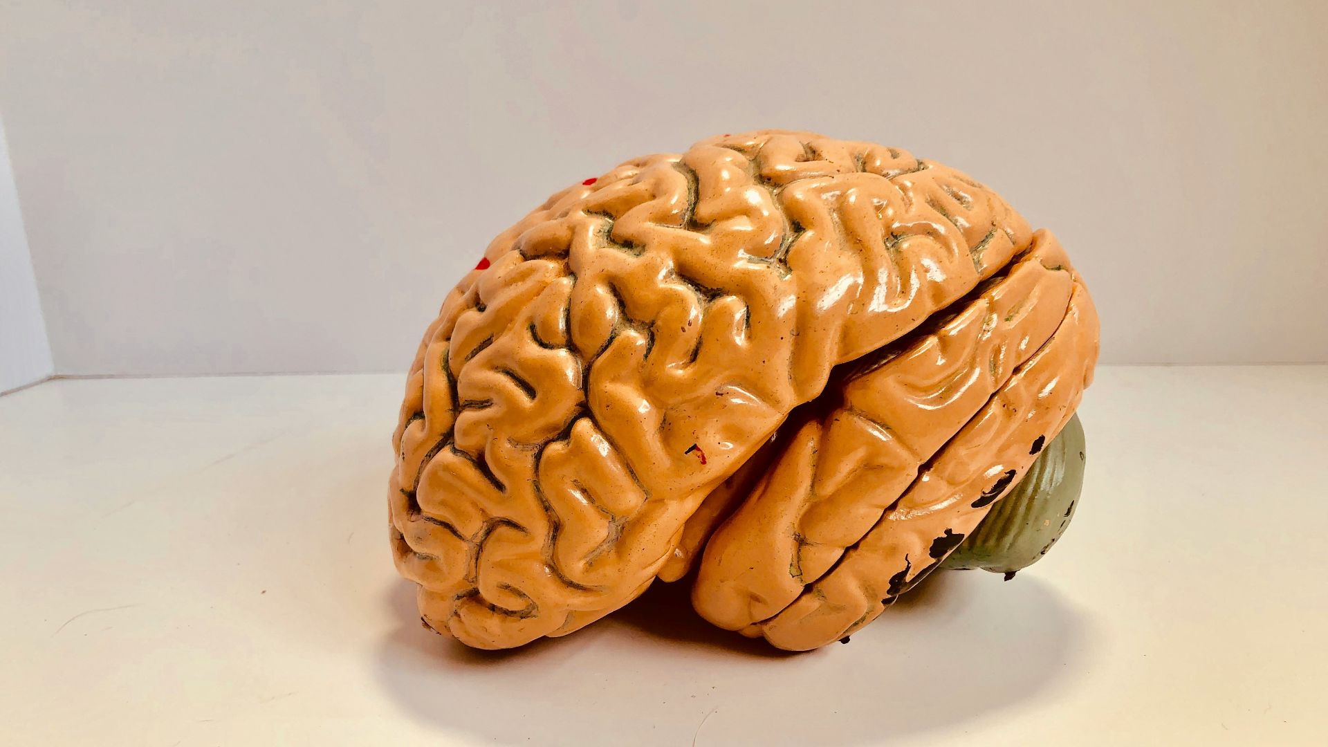 5. Évolution de la taille du cerveau