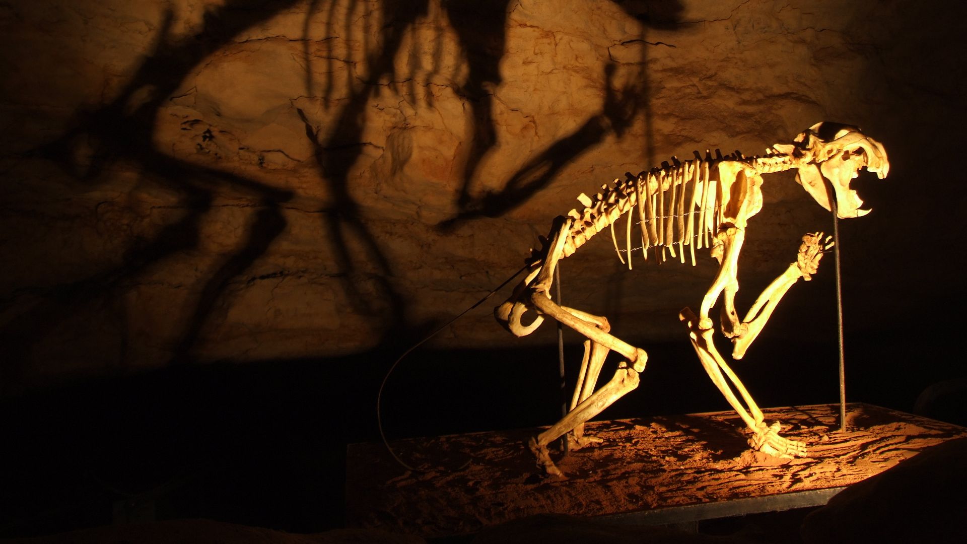 18. Le lion marsupial avait des dents en forme de lames de tondeuse
