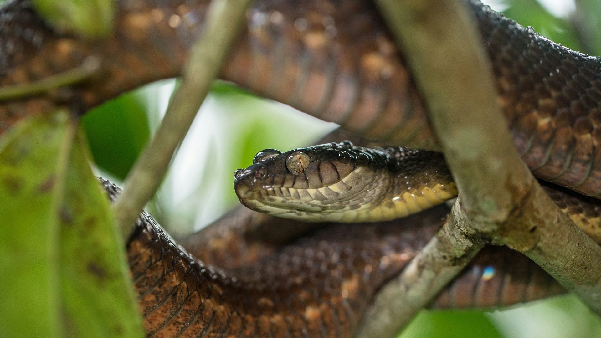 9. Guam lutte contre les serpents bruns des arbres depuis les années 1980