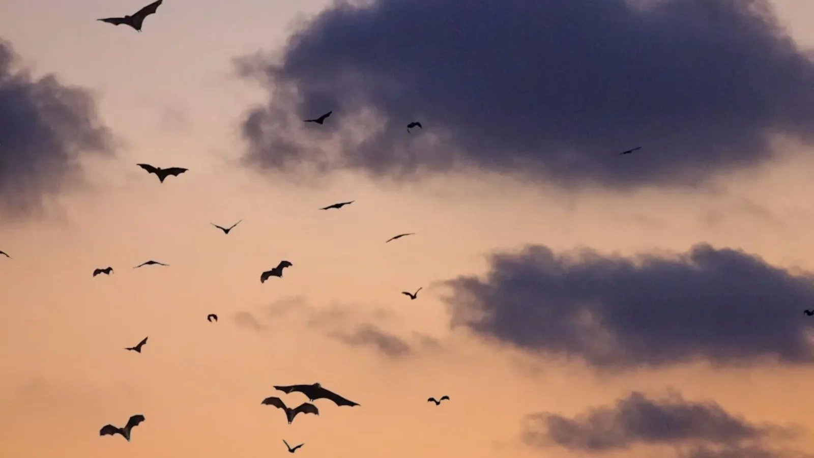 13. Twenty Birds Banned, Including, Oddly, The Bat