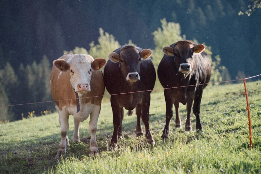 4. Reducing meat consumption
