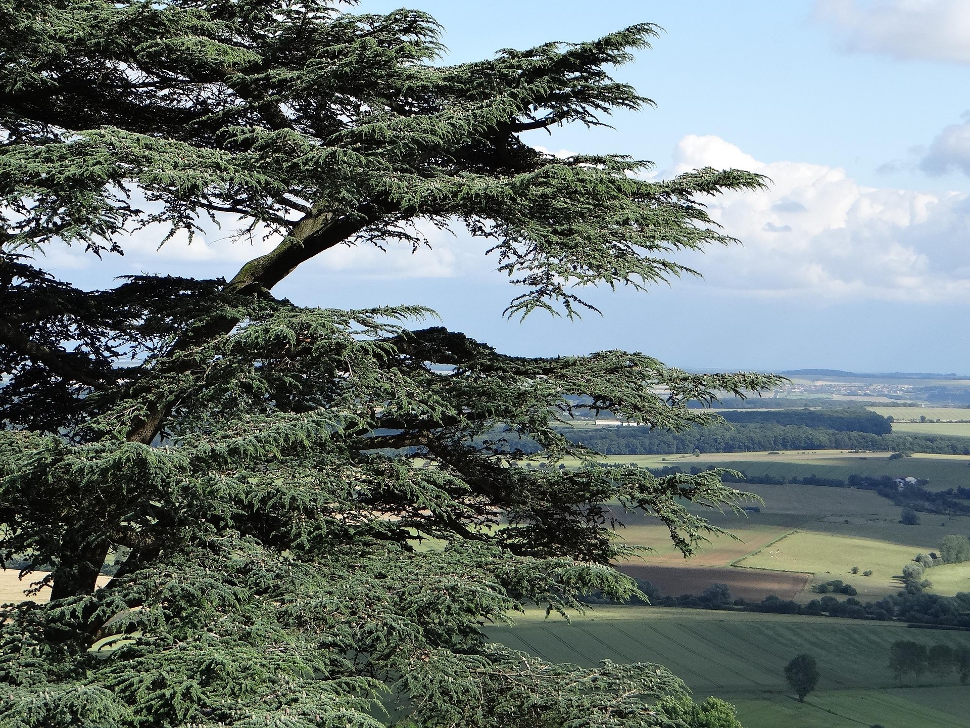 5. Timber insurance