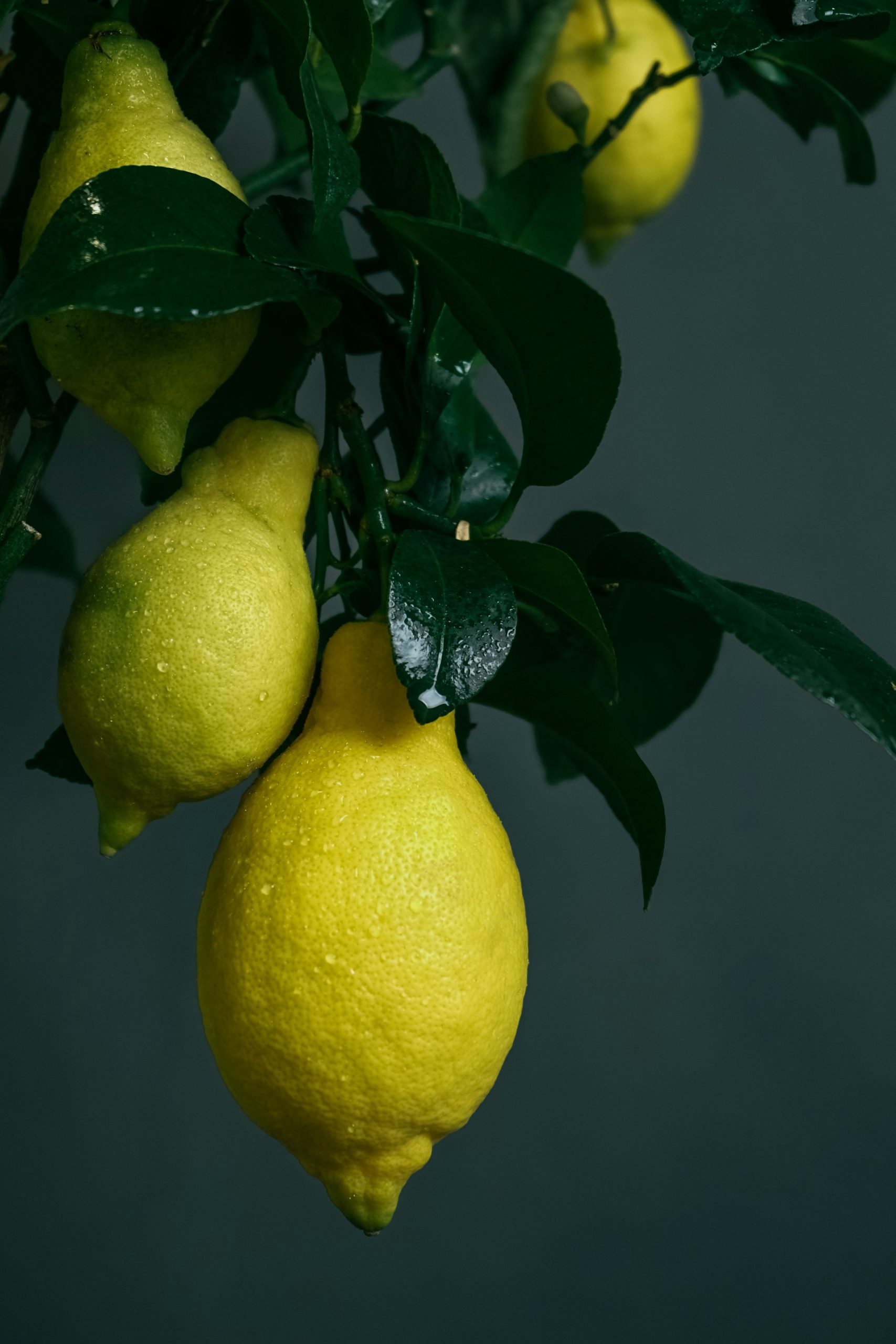 7. The vitality of citrus fruits
