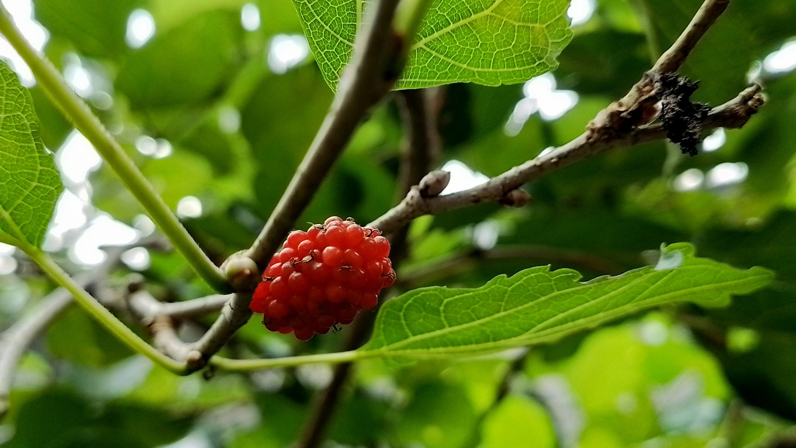 1. Goji berries