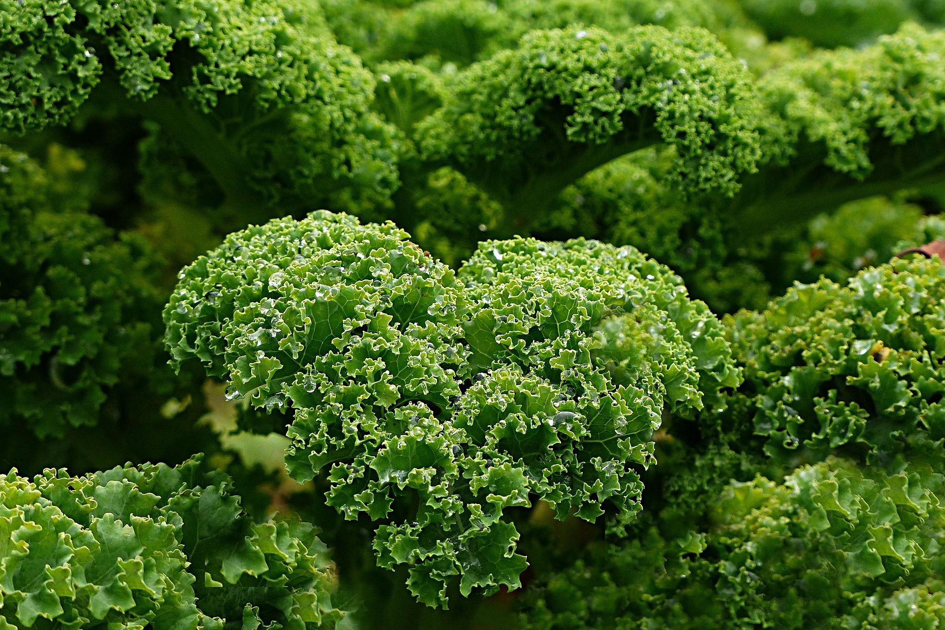 8. Kale