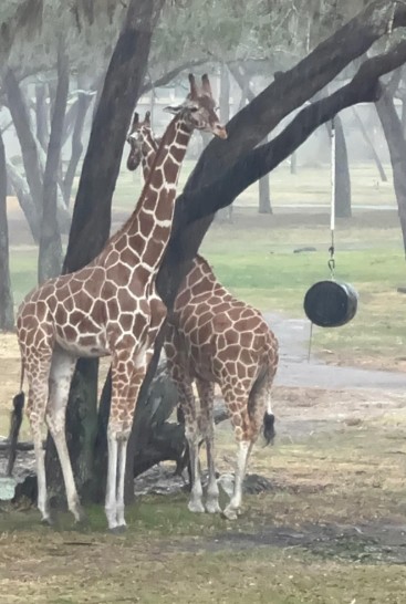 When giraffes join the show